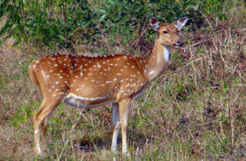 Jim Corbett